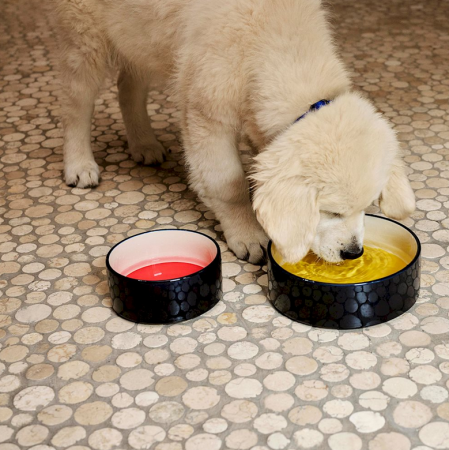 Bol pour chien - Hay 