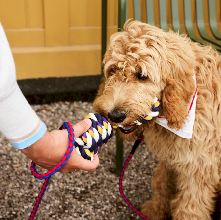 Jouet en corde pour chien - HAY