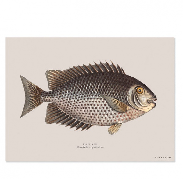 Set de table vinyle poisson Chirala fond blanc - P�devache