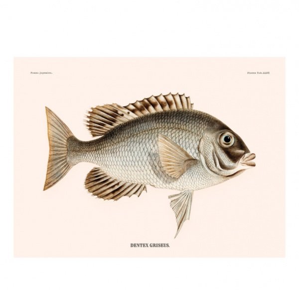 Set de table vinyle poisson Enigme - P�devache
