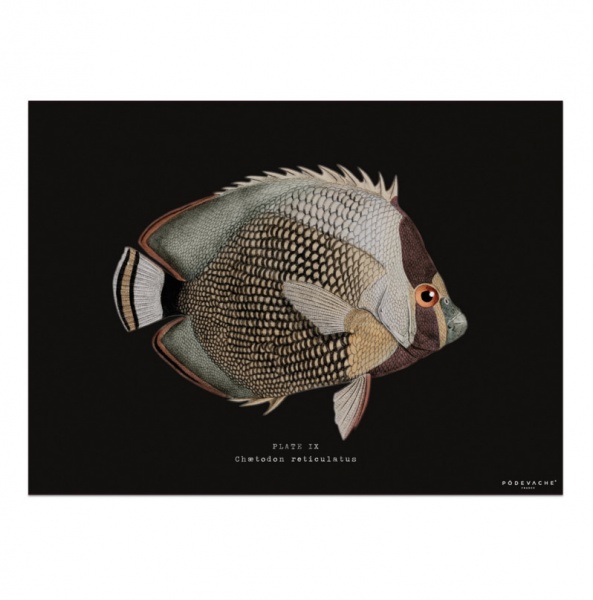 Set de table vinyle poisson Enigme fond noir - P�devache