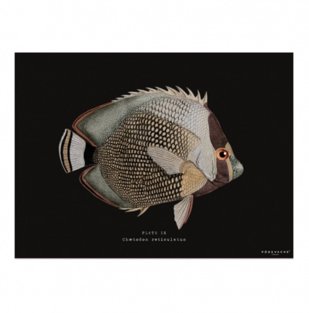 Set de table vinyle poisson Enigme fond noir - P&ocirc;devache